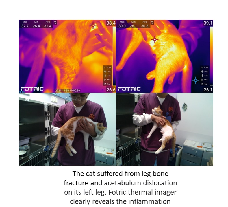 Termografia nel monitoraggio della salute degli animali domestici