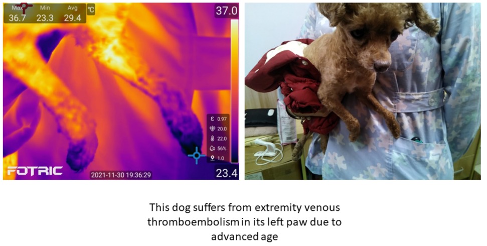Termografia nel monitoraggio della salute degli animali domestici